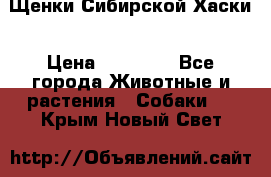 Щенки Сибирской Хаски › Цена ­ 20 000 - Все города Животные и растения » Собаки   . Крым,Новый Свет